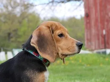  1,500 beagles will get new lives, warm laps after release from research facility