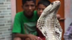 India's snakebite crisis is killing tens of thousands every year