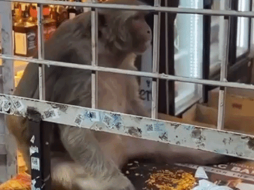 वाइन शॉप में बंदर का नमकीन खाते हुए VIDEO:प्रयागराज में लाइन में लगे व्यक्ति को ढकेलकर काउंटर में घुसा, डरकर पीछे हटे लोग