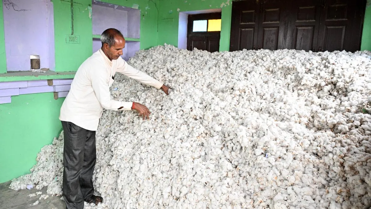 Haryana&rsquo;s cotton farms holding on by a thread