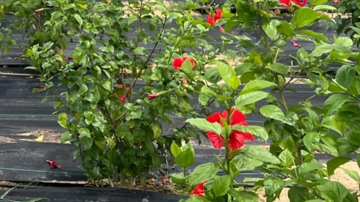 Horticulture farm at Chengalpattu begins production of herbal tea