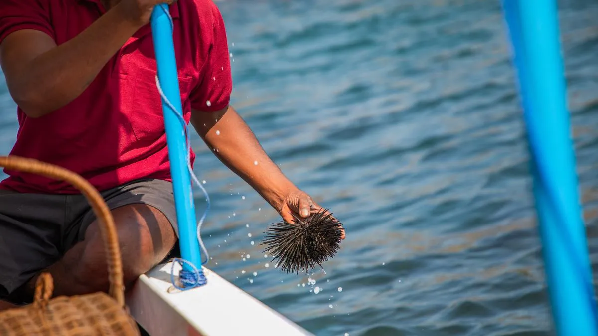 India&rsquo;s untapped ocean ingredient: The rise of native seaweed