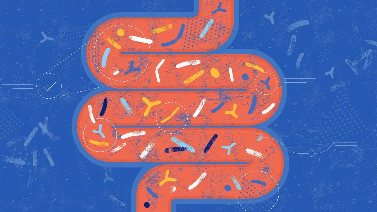 Modulating gut microbiome may help reverse ageing-related memory loss: Study