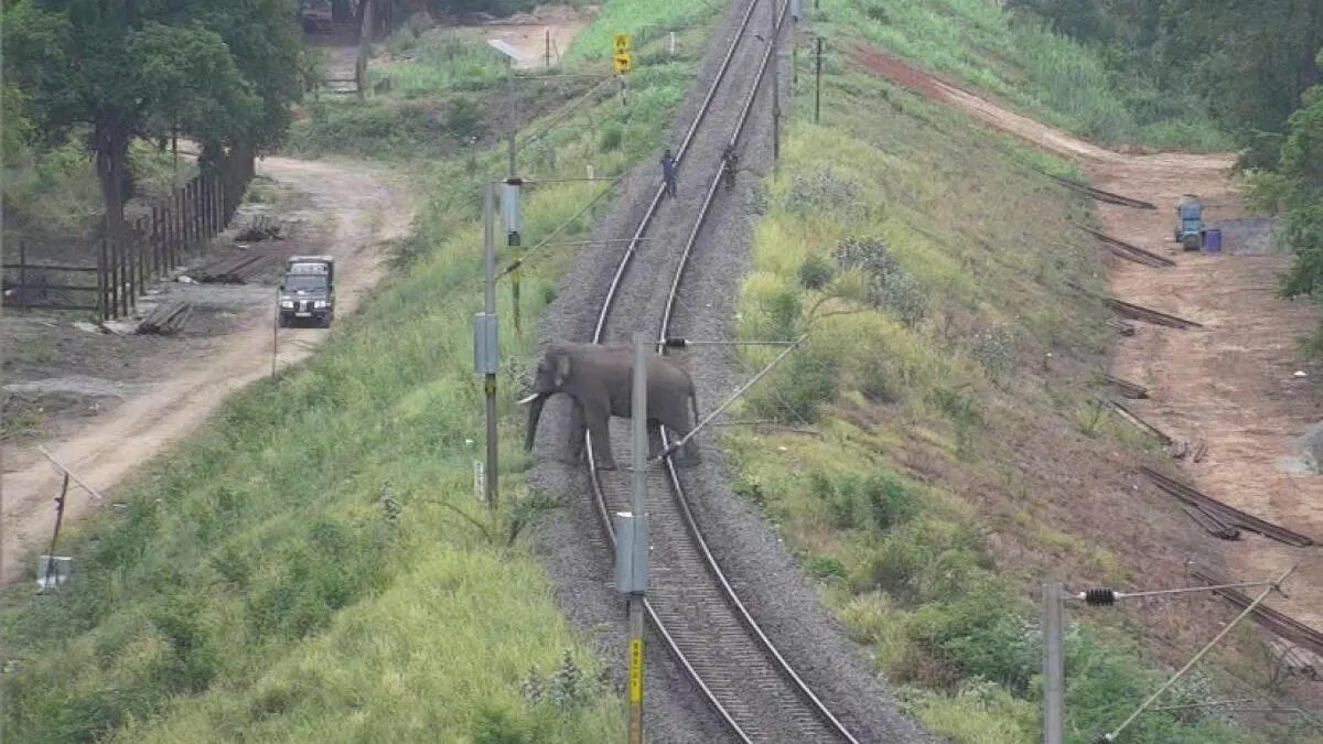 Over 110 sensitive railway stretches identified across the country to curb elephant mortalities, says Centre